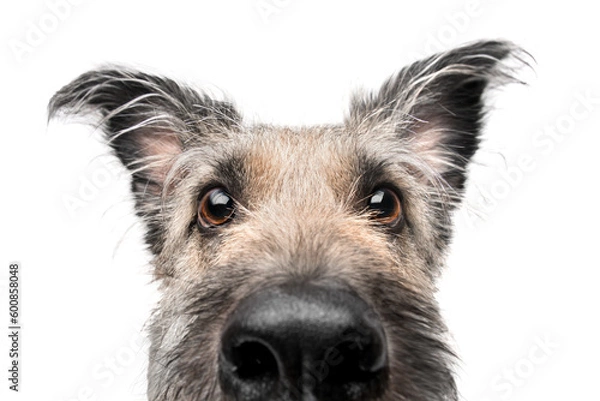 Fototapeta Funny fluffy dog peeking. She is looking straight into the frame. The background is isolated.