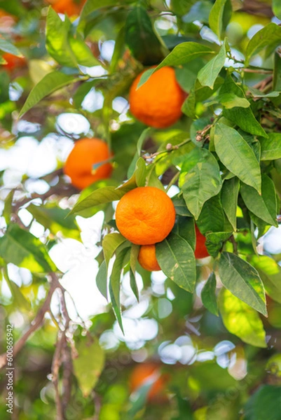 Fototapeta Mandarin Orange citrus fruits grow on citrus tree. Ripe tangerines, close up