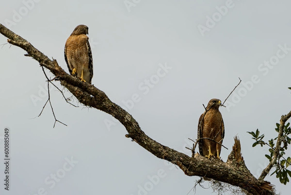 Obraz Two Hawks on a Limb