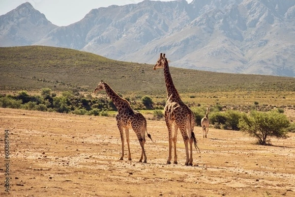 Obraz Girafs in front of Swartberg Mountains