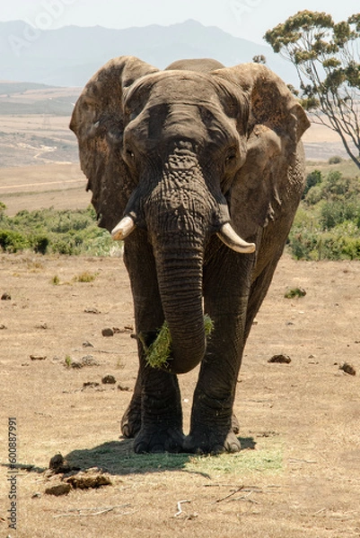 Obraz elephant in the wild