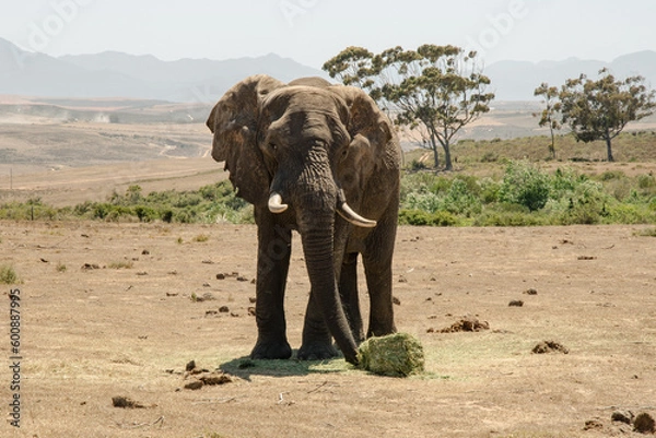 Obraz elephant in the wild