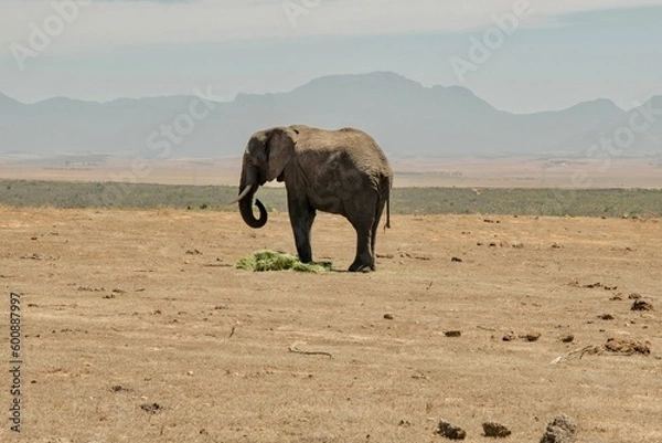 Obraz elephant in the wild
