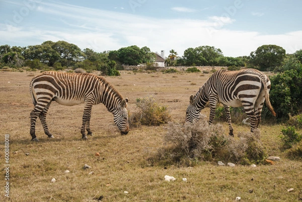 Obraz zebras in the savannah
