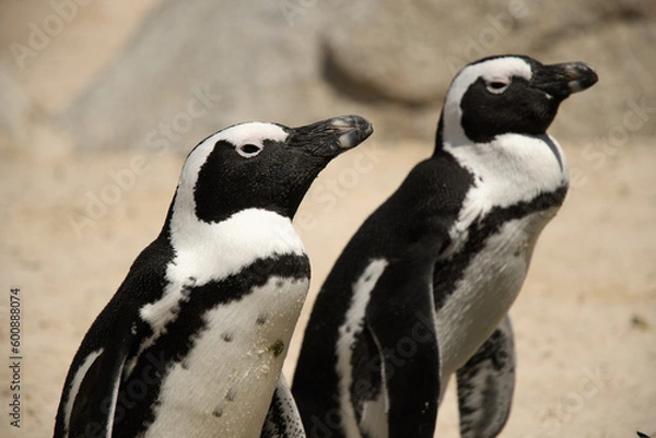 Obraz two penguins on Bolders beach