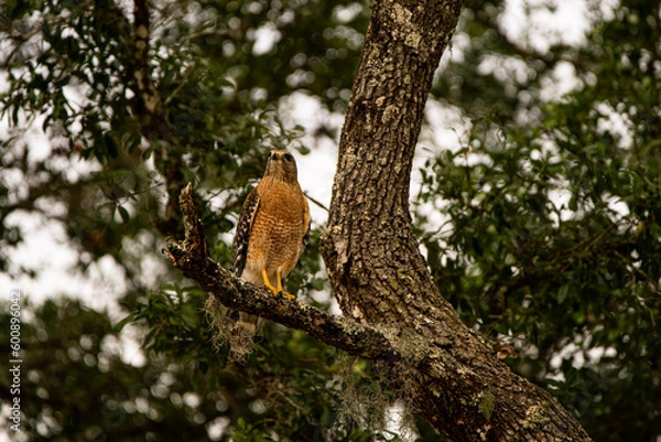 Obraz Hawk on a Perch