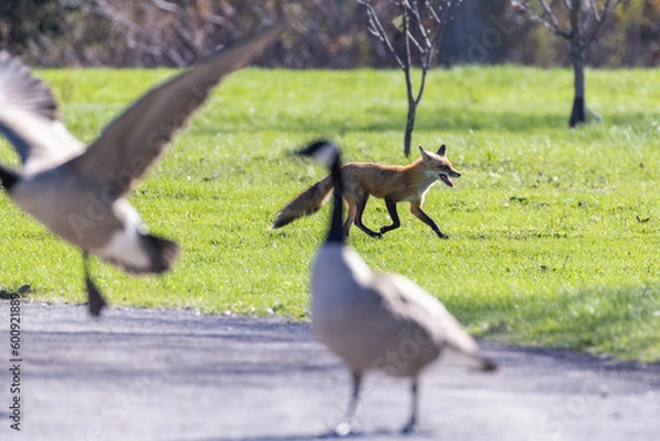 Fototapeta Red fox hunting Canada goose 