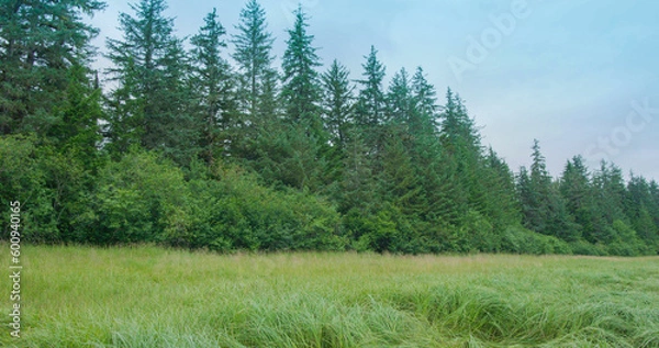 Fototapeta There is a piece of green grass by the river, the grass is slender and dense. Summer in Alaska: a picturesque river excursion aboard a small boat.