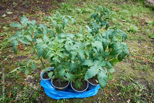 Fototapeta Tomato seedlings for planting in a village garden are grown in plastic cups.