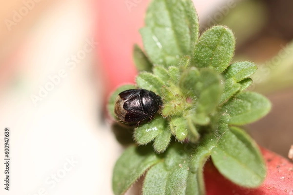 Obraz bug on a flower