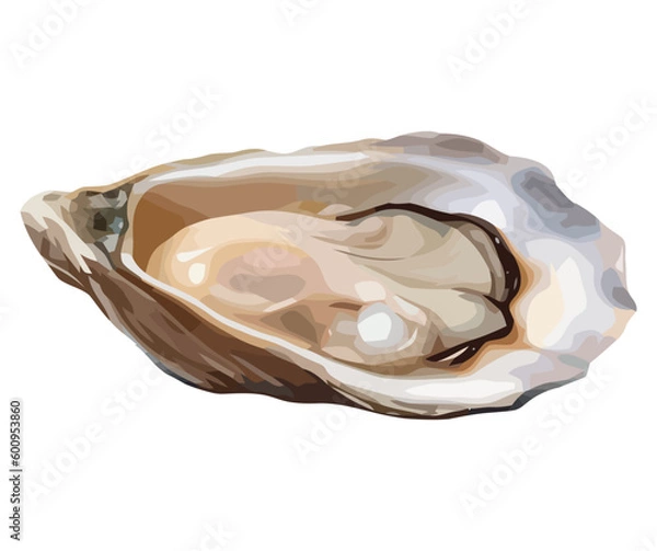 Obraz Fresh oyster illustration design