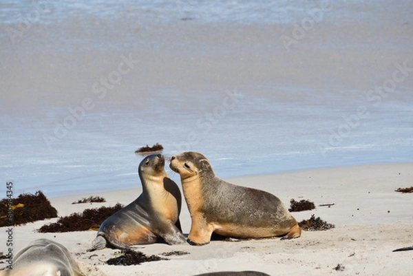 Fototapeta Australian fur seal puppies plays in the warm sunshine on a Kangaroo Island beach off the coast of South Australia.