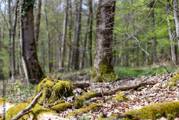 Fototapeta tronc coupé recouvert de mousse au premier plan avec les arbres flous derrières au printemps, le sous bois 