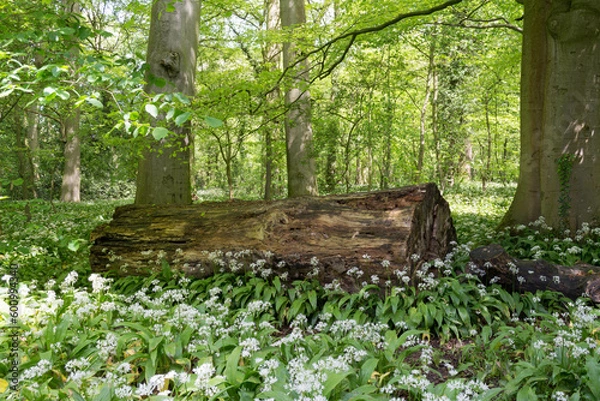 Fototapeta Wild garlic around a decaying log.