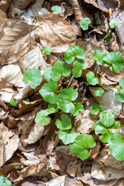 Obraz le sol au printemps dans la foret des Vosges du nord, lière et feuilles mortes en gros plan