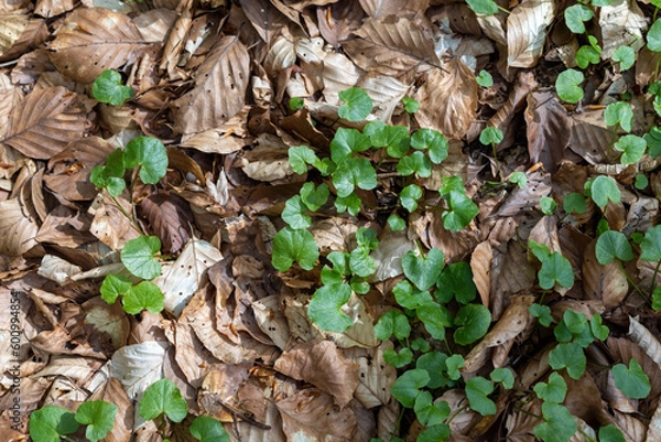 Fototapeta le sol au printemps dans la foret des Vosges du nord, lière et feuilles mortes en plan large