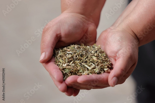 Obraz Zusatzfutter Pferd, Fütterung Pferd, Kräuter, Hustenkräuter