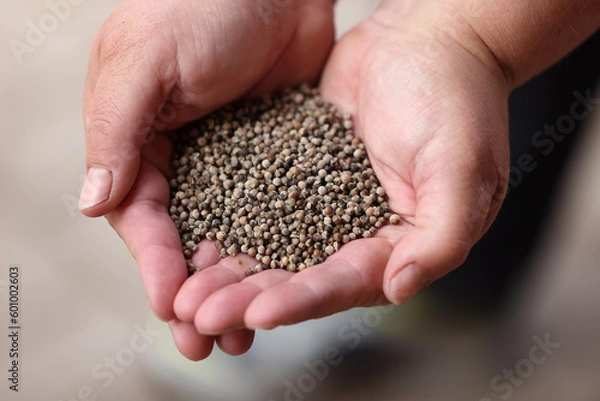 Obraz Zusatzfutter Pferd, Fütterung Pferd, Mönchspfeffer