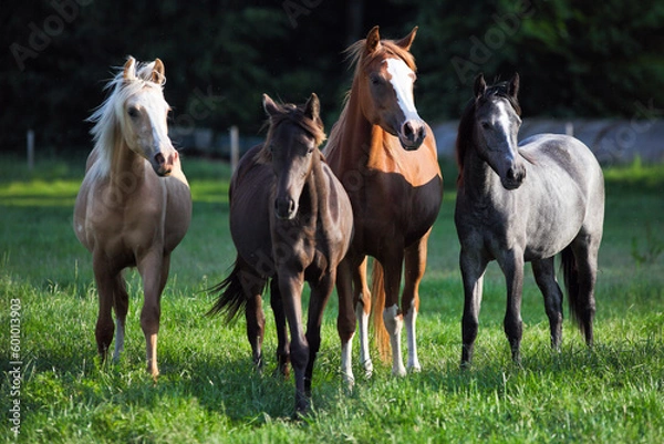 Obraz Aufzucht Jungpferde