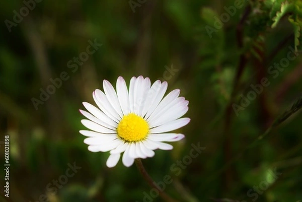 Fototapeta Little Daisy in the Garden