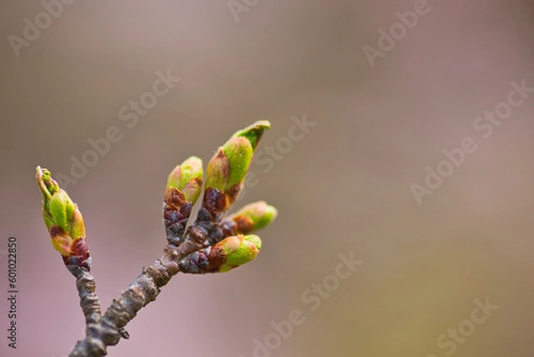 Obraz 桜のつぼみのアップ