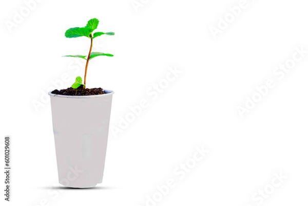 Fototapeta Young plant in a drink paper cups isolated on white with copy space background with clipping path.