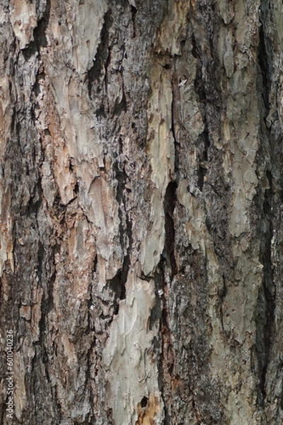 Fototapeta Photo of tree bark Coarse surface structure