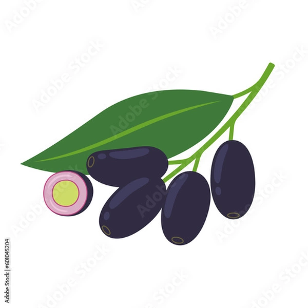 Obraz Jambolan plum and half isolated on white background. Syzygium cumini, jamun, jaman, jambul, malabar or Java plum icon. Vector illustration of tropical exotic fruits in flat style.