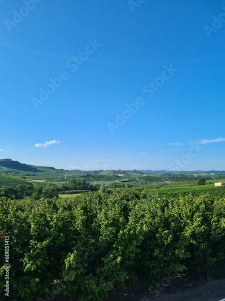 Obraz Vineyard in Italy