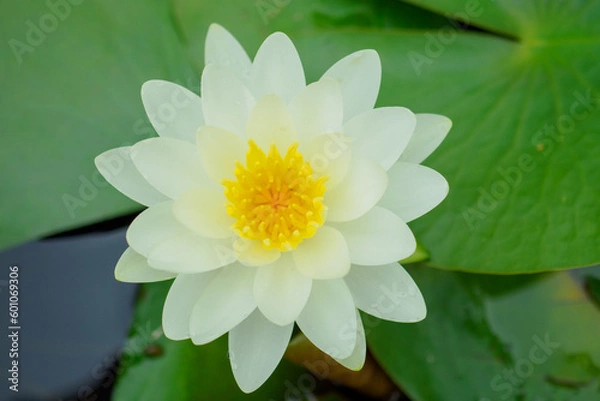 Obraz 睡蓮　スイレン　水草　花びら　開花