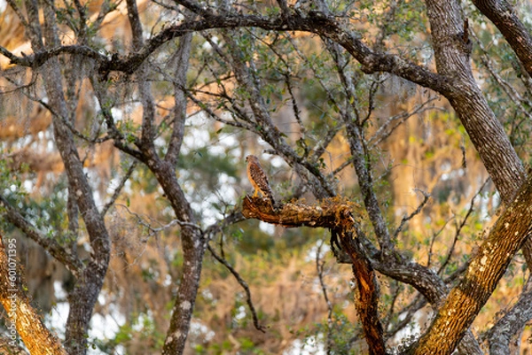 Obraz Hawk High on Perch