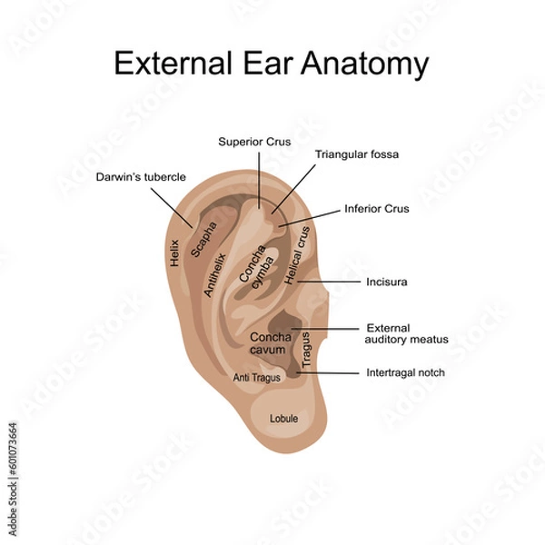 Fototapeta External Ear Anatomy vector isolate flat design.Outer ear anatomical organ structure educational scheme Vector illustration.Labeled diagram with Helix, triangular fossa, Lobule,Antiragus,concha cava.
