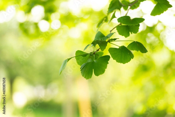 Fototapeta イチョウの若葉