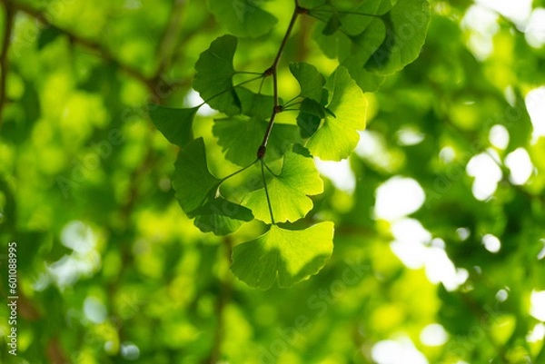 Fototapeta イチョウの若葉