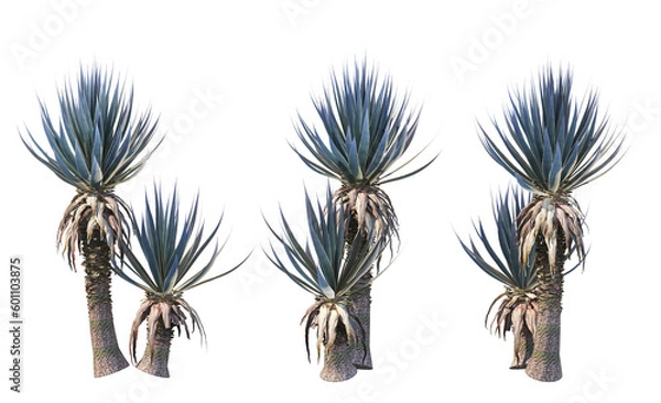 Fototapeta Many kinds of cacti on transparent background