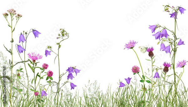 Obraz Meadow with wild flowers, transparent background