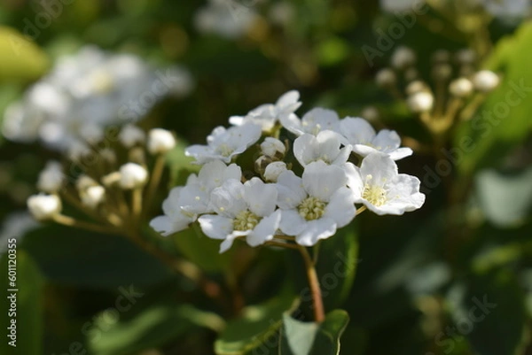 Fototapeta Blooming white flowers of the spirea vangutta bush.