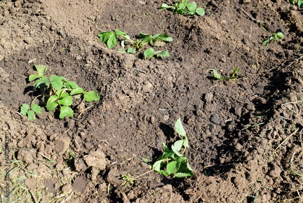 Fototapeta Freshly planted strawberries in several rows.