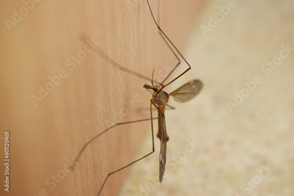 Fototapeta Long-legged mosquito close-up on a wooden surface.