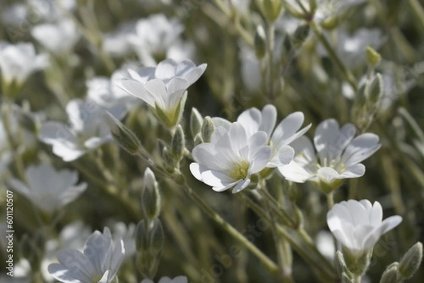 Obraz Close-up of small white jaskolka flowers among little green leaves.