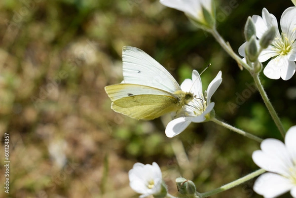 Obraz White butterfly "cabbage" among the blooming yaskolka.