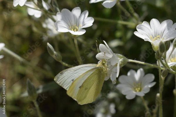 Obraz White butterfly "cabbage" among the blooming yaskolka.