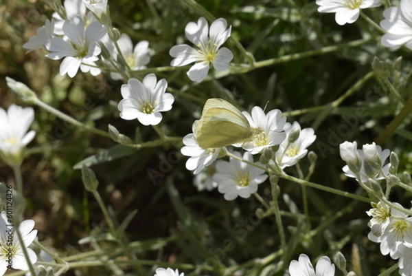 Fototapeta White butterfly "cabbage" among the blooming yaskolka.