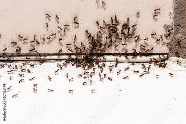 Fototapeta ant infestation, hole and crack in the wall with insects, need for detection, domestic problems