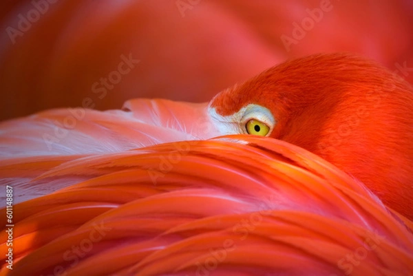 Obraz pink flamingo close up