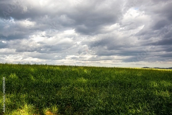 Obraz green field and blue sky