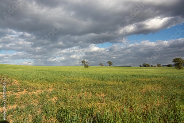 Obraz field of wheat and sky