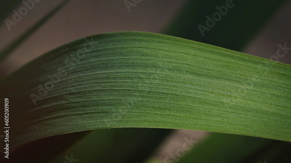 Obraz Liść na ogrodzie