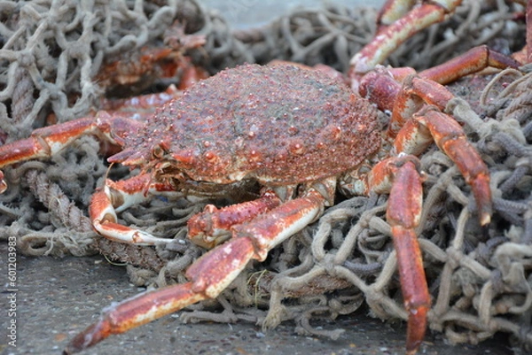 Obraz red crab, fishing, port town, morocco