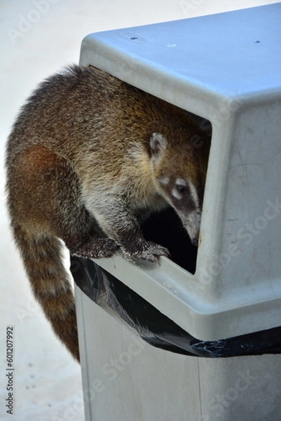 Obraz this time a shot from the dumpster while looking for food, the trick is to deal with it. mexico, common yucatan